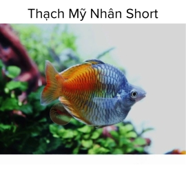 Cá Cầu Vồng Thạch Mỹ Nhân Short - Shortbody Boesemani Rainbow