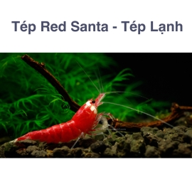 Red Santa Shrimp