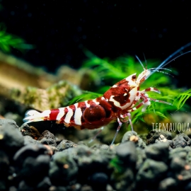  Red Galaxy Tiger Shrimp