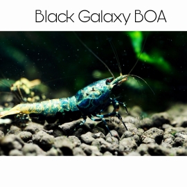 Black Galaxy BOA Shrimp