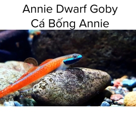 Cá Bống Annie - Stiphodon Annieae