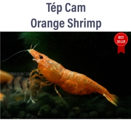 Orange Shrimp - Tép Cam