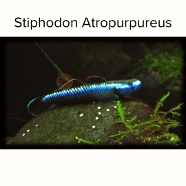 Cá Bống Atro - Stiphodon Atropurpureus 