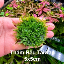 Thảm Rêu Taiwan - Trải Nền - Tiền Cảnh
