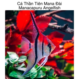 Cá Thần Tiên MaNa Đài