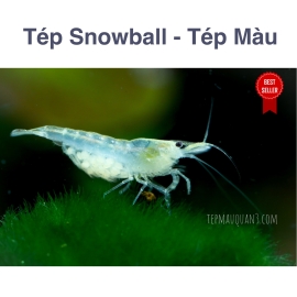 Tép Snow Ball