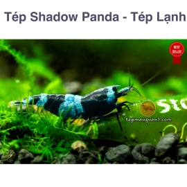 Shadow Panda Shrimp