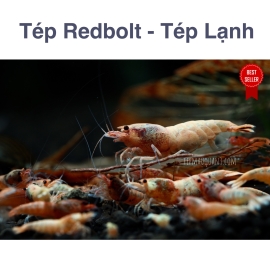 Tép RedBolt - Taiwanbee