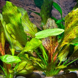 Trầu Chấm Đỏ, Trầu Ozelot, Trầu Thủy Sinh | Cây Thủy Sinh KHÔNG CO2, Trung Cảnh, Cắm Nền