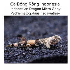 Cá Bống Rồng Indonesian - Indonesian Dragon Micro Goby