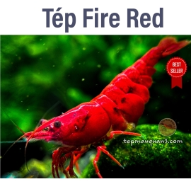 Tép Fire Red