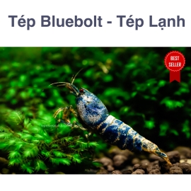 Tép BlueBolt - Bluebolt Shrimp