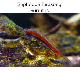 Cá Bống Surrufus - Stiphodon BirdSong