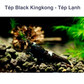 Tép Kingkong - Kingkong Shimp