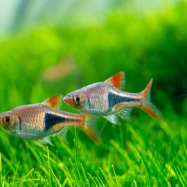 Cá Tam Giác Vua Wild - Harlequin Rasbora