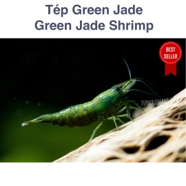 Tép Green Jade