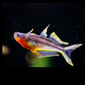Cầu Vồng Nắng Vàng - Pseudomugil Furcatus