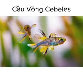 Cá Cầu Vồng Celebes - Celebes Rainbowfish- Cá Thủy Sinh