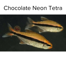 Cá Chocolate Neon Tetra - Hyphessobrycon vilmae