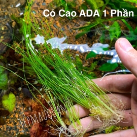 (8 Ngọn) Cỏ Cao ADA | Cây Thủy Sinh KHÔNG CO2, Hậu Cảnh, Cắm Nền