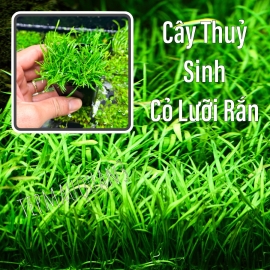 Cây Thủy Sinh Cỏ Lưỡi Rắn - Cây Thủy Sinh Trải Nền Không Co2