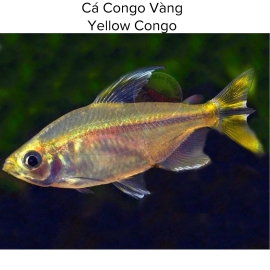 Cá Congo Vàng - Yellow Congo