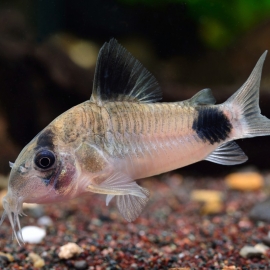Cá Chuột Panda - Corydoras Panda