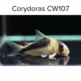 Cá chuột CW107 - Corydoras CW107