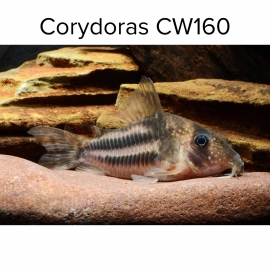 Cá chuột CW160 - Corydoras CW160