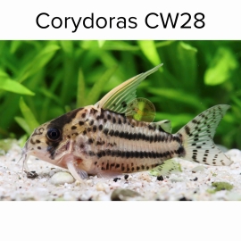 Cá chuột CW28 - Corydoras CW28