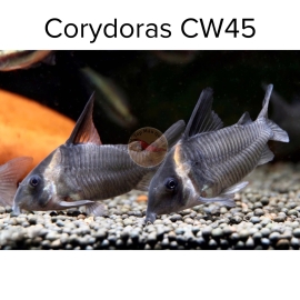 Cá chuột CW45 - Corydoras CW45