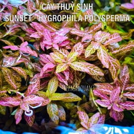 Cây Sunset | Cây Thủy Sinh Hậu Cảnh, Cắt Cắm - 5 Ngọn