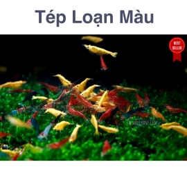 Tép Loạn Màu - Tép Test Nước