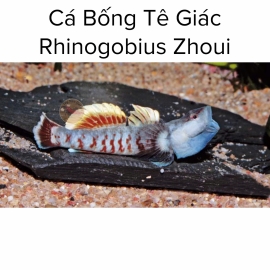 Cá Bống Tê Giác - Rhinogobius Zhoui