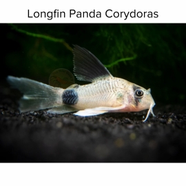 Cá Chuột Panda Vây Dài - Longfin Panda Corydoras