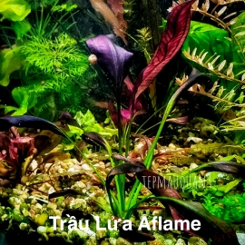 (Lá Nước) Trầu Lửa (Trầu Aflame) Trầu Tím Đỏ | Cây Thủy Sinh Trung Cảnh, Cắm Nền