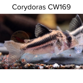 Cá Chuột CW169 - Corydoras CW169