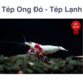 Tép Ong Đỏ - Red Bee Shrimp