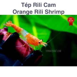 Orange Rili Shrimp - Rili Cam