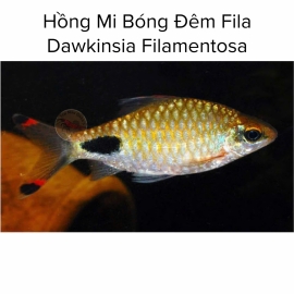 Cá Hồng Mi Bóng Đêm Fila - Dawkinsia Filamentosa