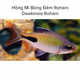 Cá Hồng Mi Bóng Đêm Rohani - Dawkinsia Rohani