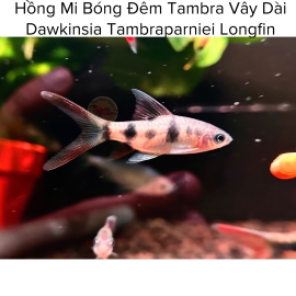 Cá Hồng Mi Bóng Đêm Tambra Vây Dài - Dawkinsia Tambraparniei Longfin