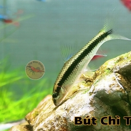 Cá Bút Chì Thái Dọn Rêu Thủy Sinh - Crossocheilus Oblongus