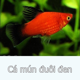 Cá Mún Lửa