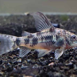 Cá Chuột Muối Tiêu - Corydoras Paleatus