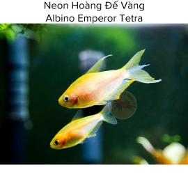 Cá Neon Hoàng Đế Vàng
