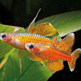 Cá Cầu Vồng Red Neon - Pseudomugil Luminatus