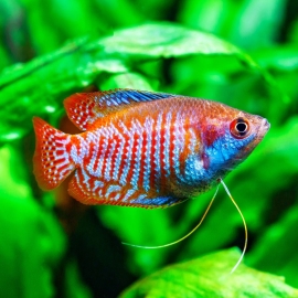 Cá Sặc Gấm