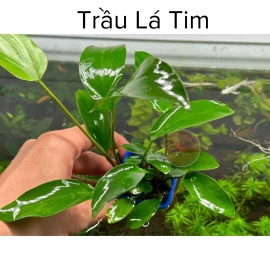 Trầu Lá Tim - Trầu thủy sinh - Tép Màu Quận 3