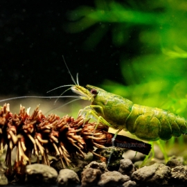 Blue Green Emerald Shrimp - Neocaridina